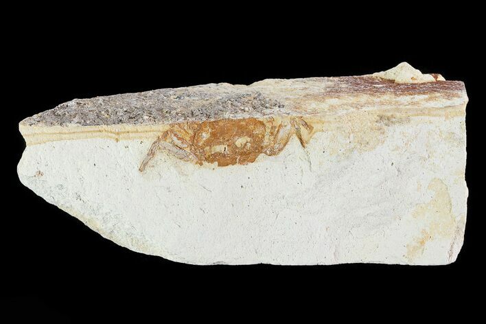 Fossil Pea Crab (Pinnixa) From California - Miocene #74473